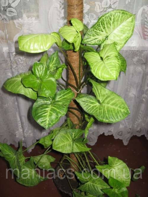 Опора-кокос для рослин, 100 см, фото 1