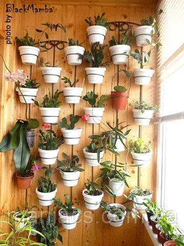 Пеларгонія, підставка для квітів на 15 чаш