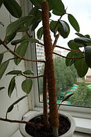 Опора-кокос для рослин, 120 см