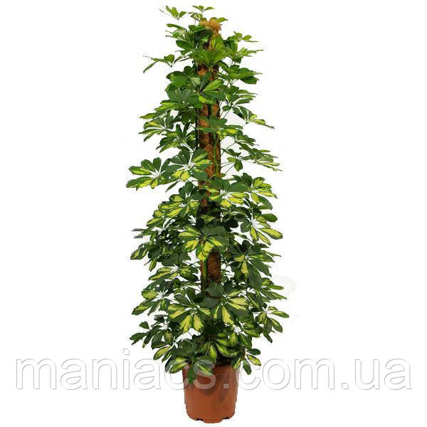 Опора-кокос для рослин, d = 25 мм, 40 см, фото 1