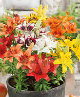 Суміш низькорослих лілій 20 шт