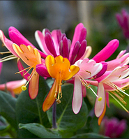 Жимолость Гекротта саджанці в контейнерах Lonicera