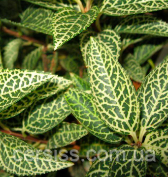 Форзиція Кумсон саджанці форзиції в контейнерах Forsythia koreana Kumson