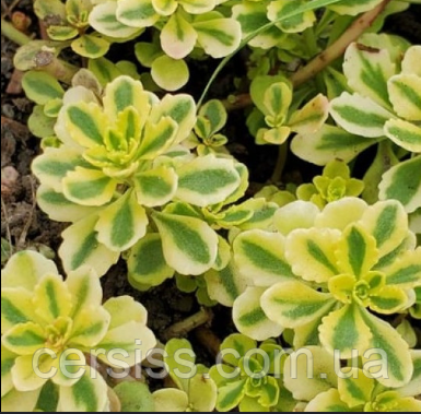 Очиток седум Міддендорфа Sedum Middendorfianum