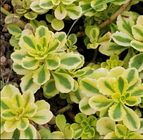 Очиток седум Міддендорфа Sedum Middendorfianum