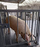 Ваги для тварин 1000х1500, фото 9