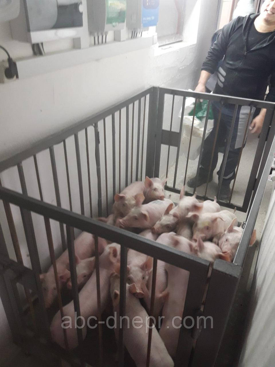 Ваги для тварин 1000х1500, фото 1