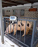 Ваги для тварин 1000х1500, фото 10