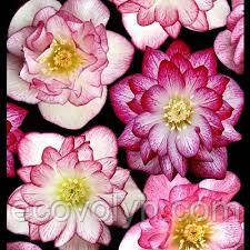 Морозник,(чемерник) сортосерія QWINTESSA PINK