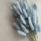 Лагурус сухоцвіт ніжно-блакитний, 50 шт., фото 2