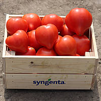Домінет F1 (500 нас.) насіння томату Syngenta