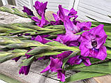 Гладиолус DREAMY VIOLET 10/12, фото 3