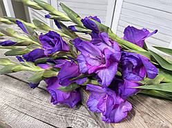 Гладиолус DREAMY VIOLET 10/12
