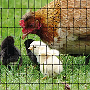 Сітка декоративна парканна Пташка