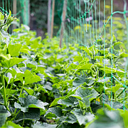 Сітка огіркова Шпалерка Квіточка Вал'єрна (Огірочка)