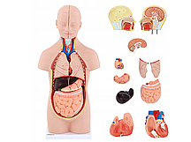 Анатомічна модель тіла людини Physa PHY-BM-3 8040