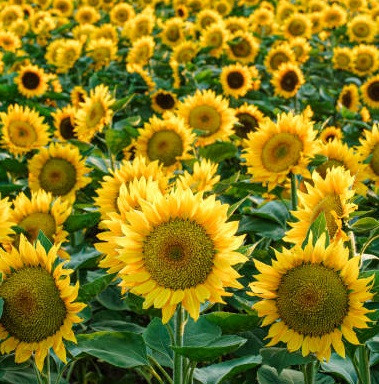 Насіння соняшника НС Таурус, під Євролайтинг, 109-113 днів, урожай - 2023, Стандарт