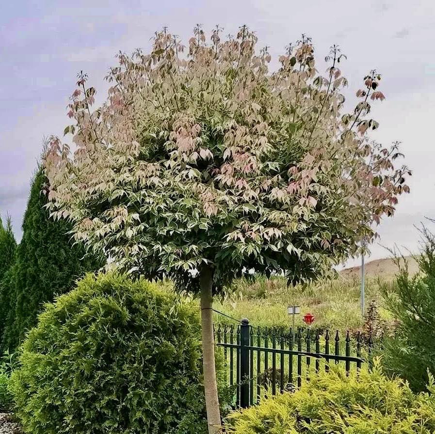 Клен ясенелистий 'Red Flamingo' (Ред Фламінго) (штамб 1,2-1,5м)