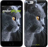 Чехол на iPhone 7 Plus Красивый кот "3038c-337"