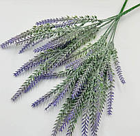 Кущ лаванди бузковий