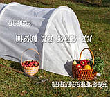 Парник "Агро-Лідер Пролісок", 8 метрів 42 г/м² (Агро-теплиця), фото 6