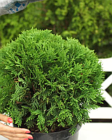 Весняний догляд за хвойними – час підживлення з добривами Fertis! 🌿