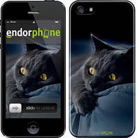 Чехол на iPhone SE Дымчатый кот "825c-214"