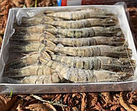 Чорна креветка тигрова розмір 16-20 (на 1 кг 16-20 шт)