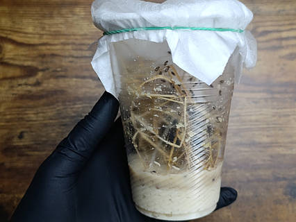 Не літаюча дрозофіла хідея, мошка, плодова муха