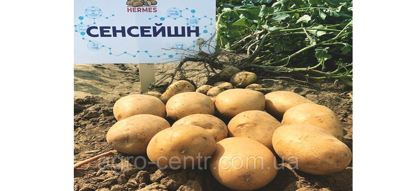 З'єднана картопля Сенсація (Сенсейнш), Голандія