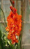 Гладіолус ORANGE SUN 10/12