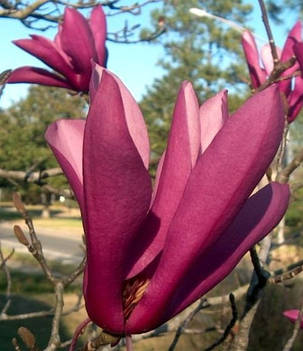 Магнолія Нігра \ Magnolia Liliiflora Nigra ( саджанці 5-6 років 100 см ), фото 1