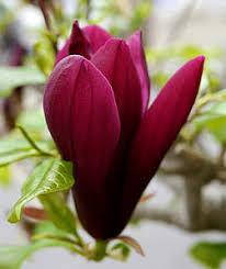 Магнолія Нігра \ Magnolia Liliiflora Nigra ( саджанці 5-6 років 100 см ), фото 3