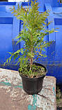 Туя західна Голден Глоб С2 (Thuja occidentalis Golden Globe), фото 4