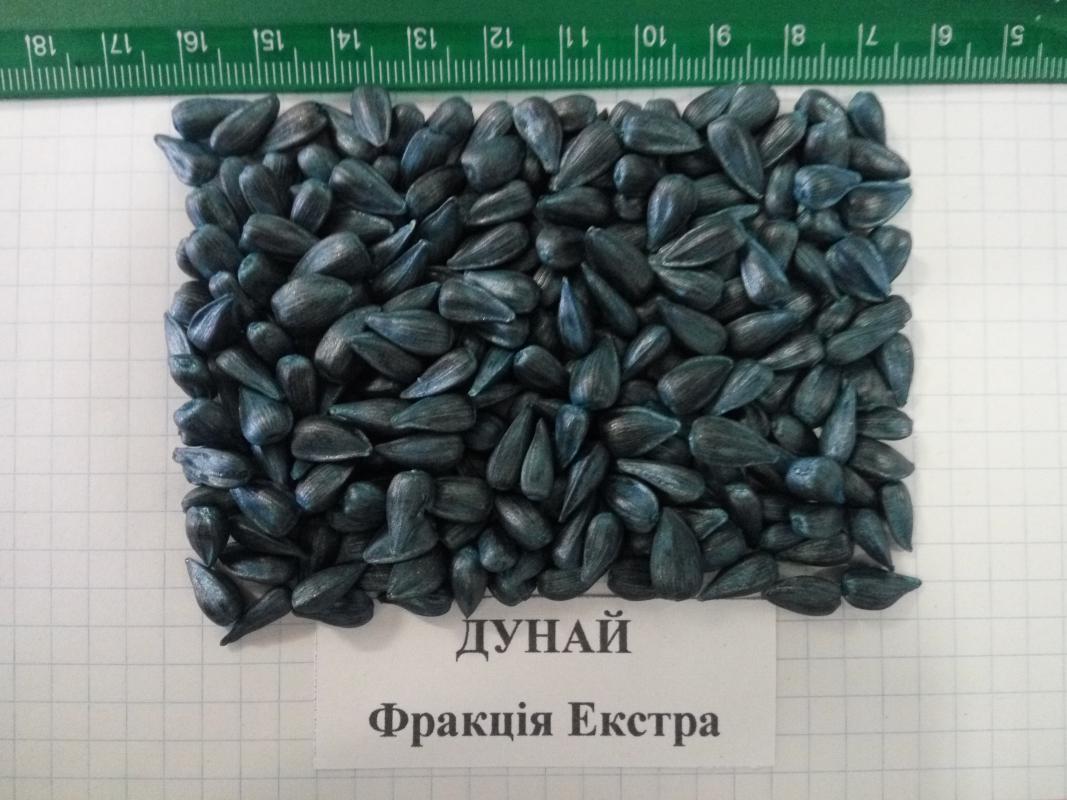 Насіння соняшника Дунай, під класичну технологію, 118-122 дня, Екстра
