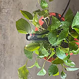 Мікродощувувач Мікроспрінклер Мікроджет, фото 4