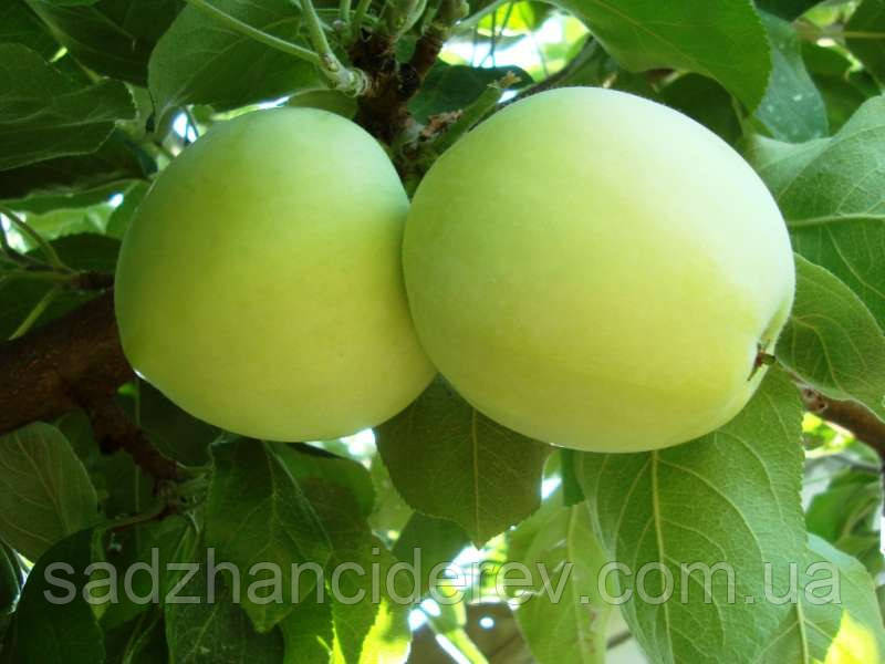 Саджанці яблунь Білий налив