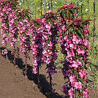 Саджанці колоновидної Райської яблуні