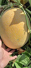 Диня LibraSeeds Селена F1 (насіння, 1000 шт), фото 6
