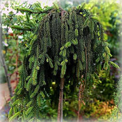 Ялина звичайна Інверса (Inversa) на штамбі