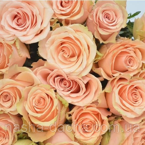 Троянда чайно-гібридна Шиммер (тубус)