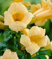 Кампсіс (Текома) "Flava багаторічні ліани