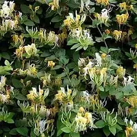 Каприфоль "Halliana"С2 садові багаторічні ліани