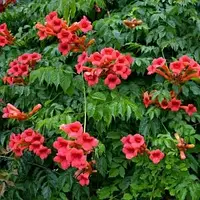 Кампсіс (Текома) "Gabor"    квітучі ліани для саду