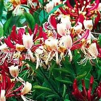 Каприфоль "Serotina"  кучеряві ліани для саду