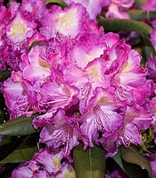 Рододендрон "Bohlken's Lupinenberg"