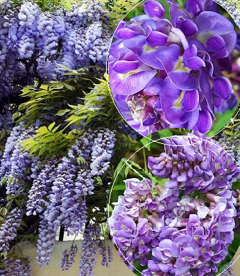 Гліцинія американська "Longwood Purple" садова багаторічна ліана, фото 1