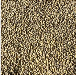 Насіння трава кормова Люцерна 1кг