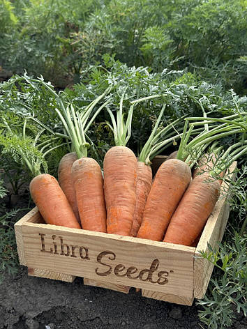 Морква LibraSeeds Мілана F1 (насіння, 100000 шт), фото 1