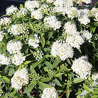 Спирея японская Альбифлора / Albiflora